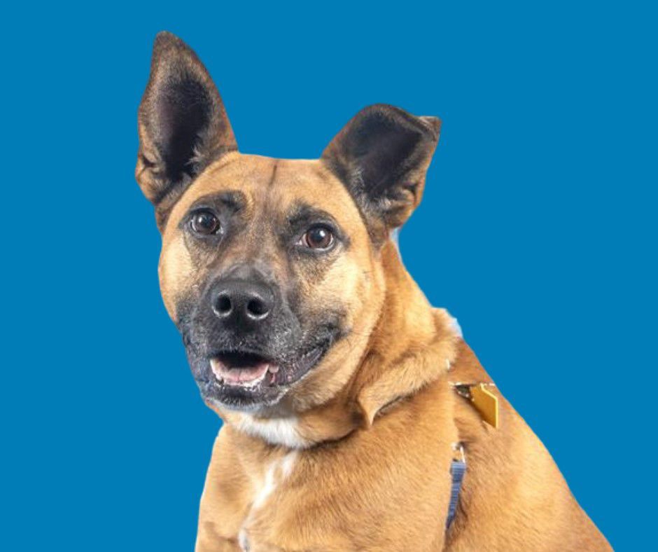 Pet of the week: Juniper